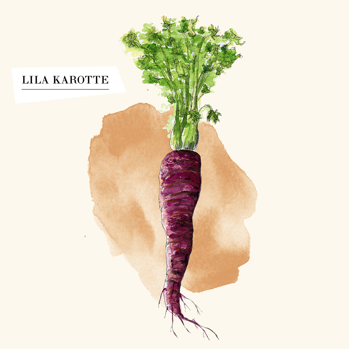 Square_LilaKarotte3