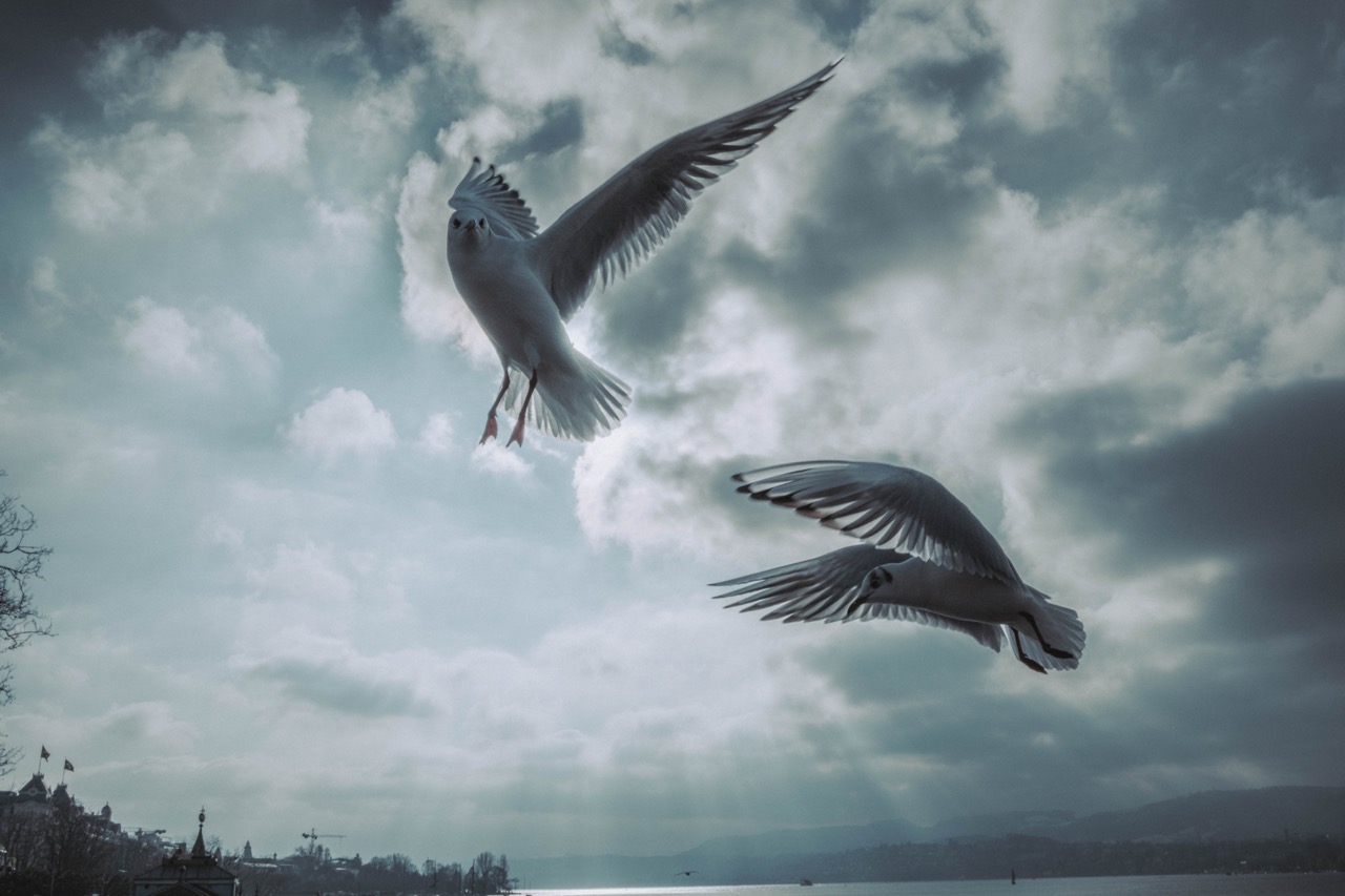 lake zurich-0889_2 Large